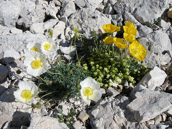 Papaver alpinum / Papavero alpino